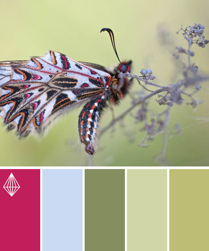 butterfly color scheme