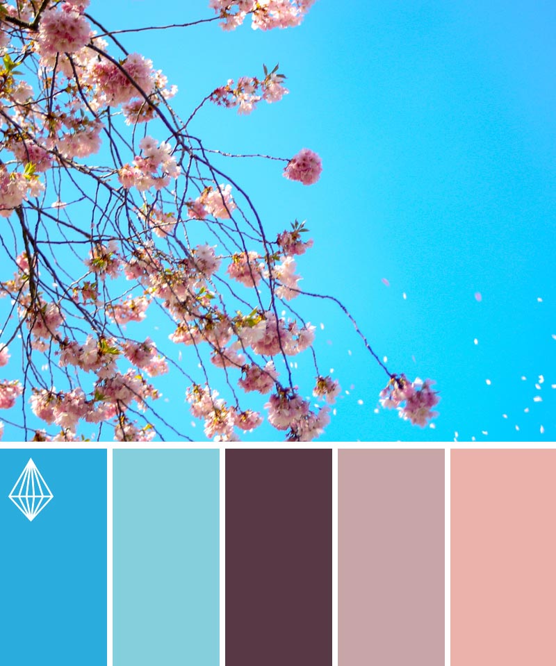cherry blossoms and sky color scheme