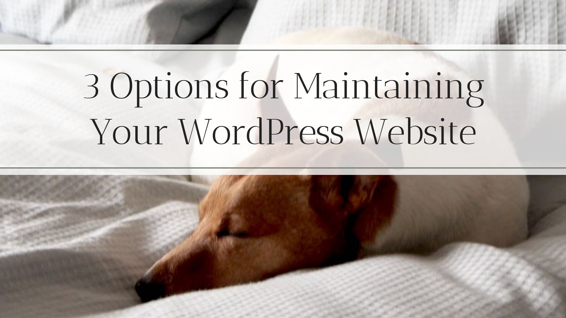 3 Options for WordPress Maintenance
